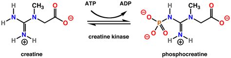 creatine kinase.